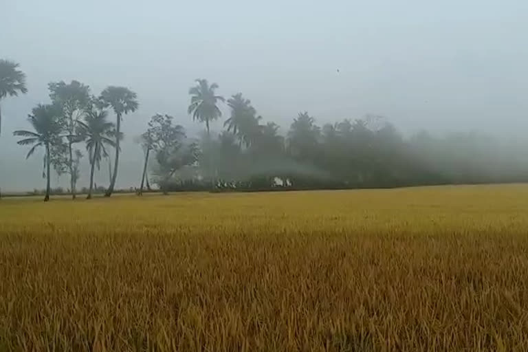 snow in konaseema