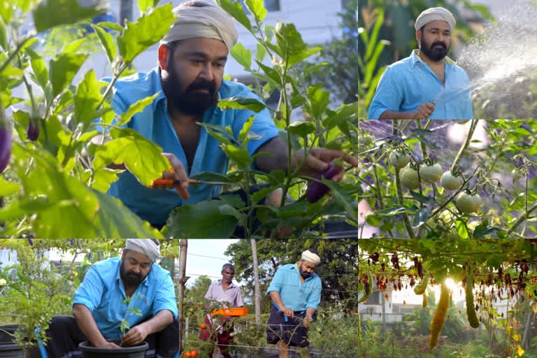 mohanlal Organic Farming videos during lockdown at kochi home  ലാലേട്ടന്‍ ജൈവ പച്ചക്കറി  മോഹന്‍ലാല്‍ വാര്‍ത്തകള്‍  mohanlal Organic Farming videos  mohanlal Organic Farming news  മോഹന്‍ലാല്‍ ജൈവ പച്ചക്കറി കൃഷി  മോഹന്‍ലാല്‍ വാര്‍ത്തകള്‍  ബറോസ് സിനിമ  mohanlal Organic Farming  mohanlal Farming  barroz movie