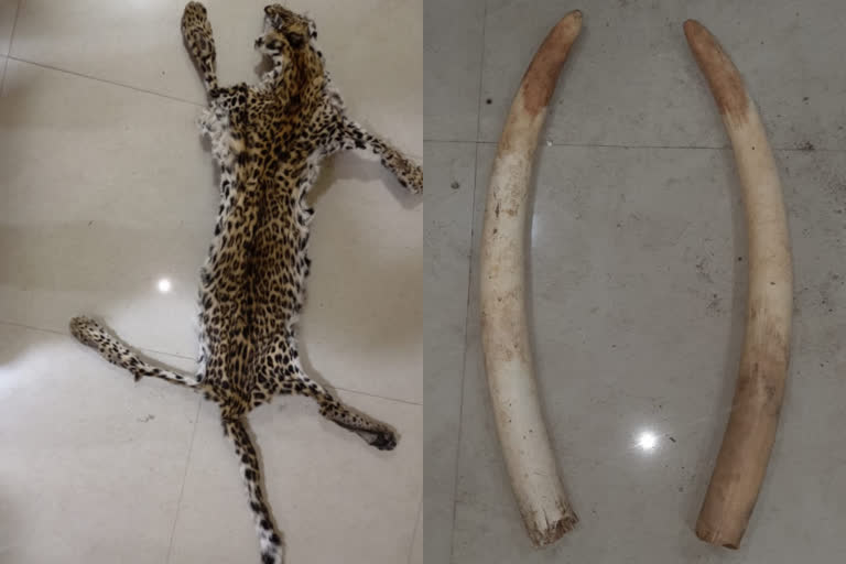 Leopard skin, elephant tusks seized in Odisha; 2 held