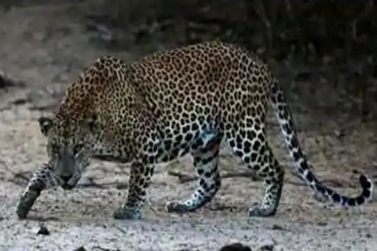 leopard created panic in sirmaur