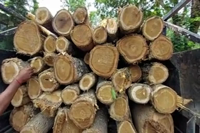 teak wood seized