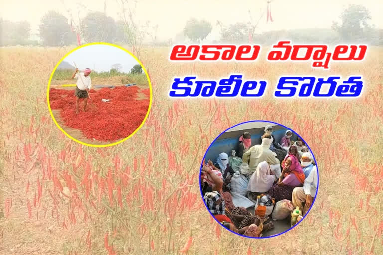 mirchi farmers problems, khammam mirchi farmers problems