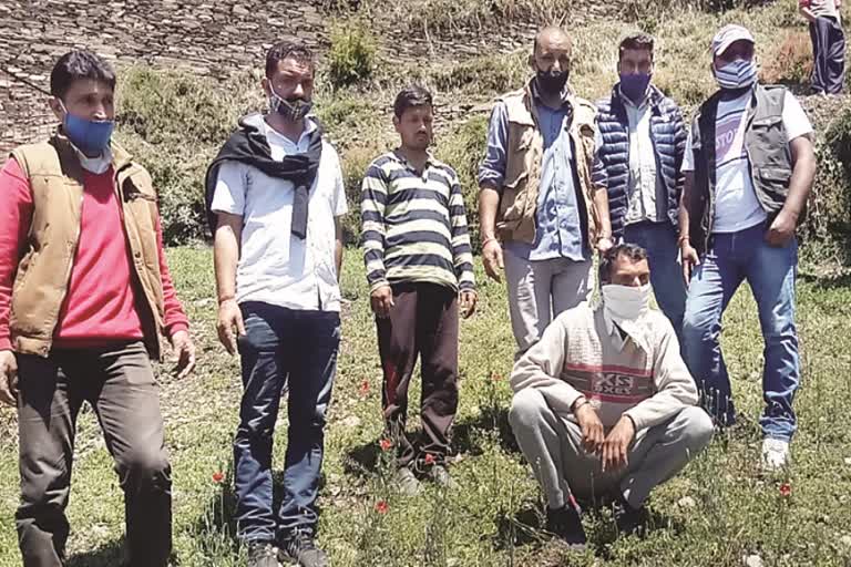 police-caught-323-poppy-plants-in-chamba