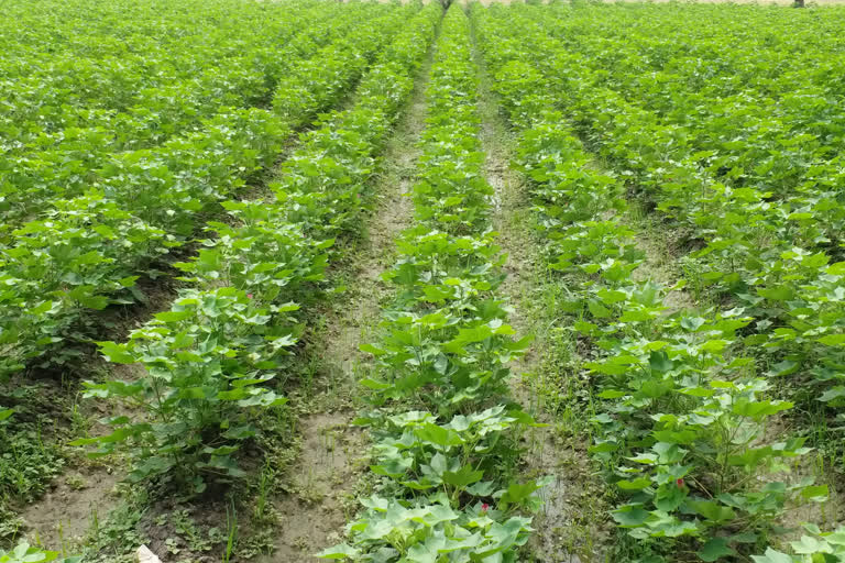 Thiruvarur farmers Demand to provide Fertilizer subsidy for cotton cultivation