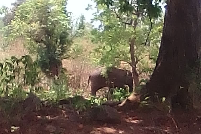 terror of wild elephant in pakur