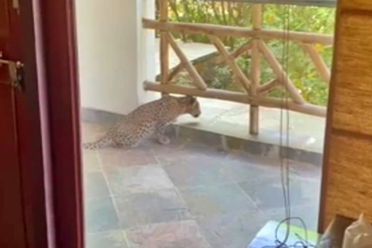 Two leopards enter hotel in Rajasthan's Sawai Madhopur