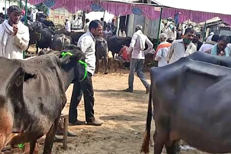 heritage nagar nigam, Jaipur Cattle Fair, जयपुर में पशु मेला