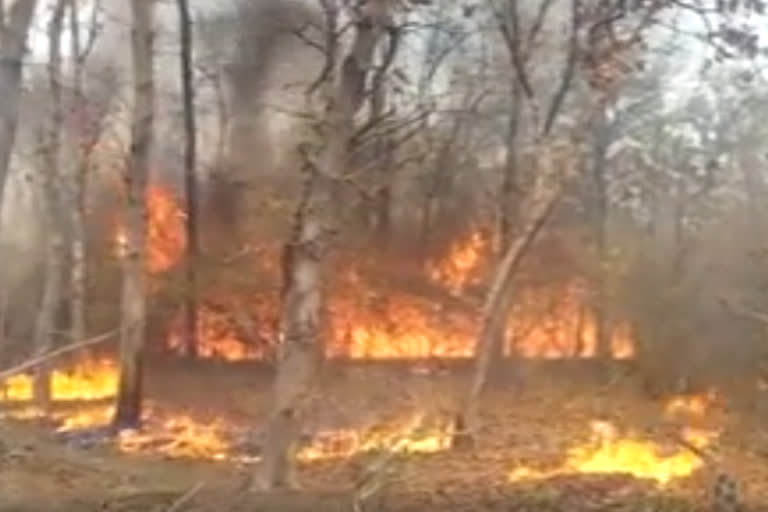 Ratapani wildlife sanctuary fire  Ratapani wildlife sanctuary fire mishap  fire mishap in Ratapani wildlife sanctuary  Ratapani wildlife sanctuary news