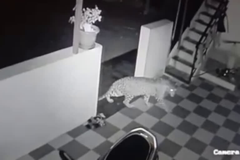 cheetah attack on a dog in tumkur