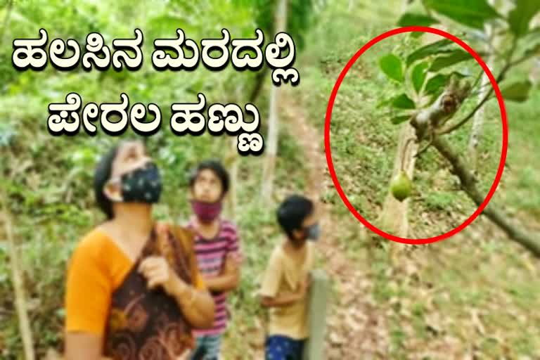 A jackfruit tree in Kozhikode, ಕೇರಳದಲ್ಲಿ ಹಲಸಿನ ಮರದಲ್ಲಿ ಪೇರಲ ಹಣ್ಣು