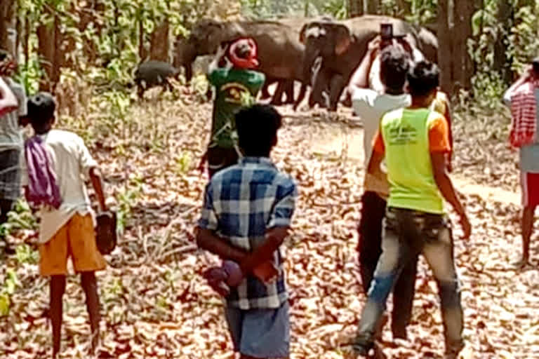 Youth dies due to elephant attack