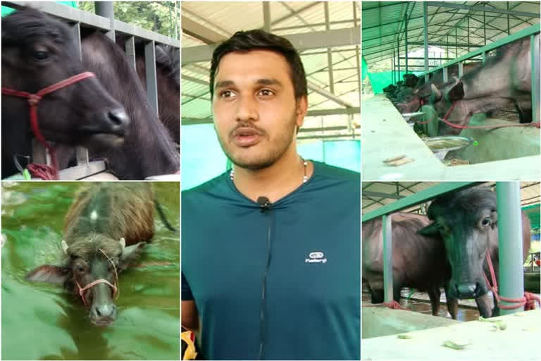 Youth pursuing masters' in biotechnology, rears buffalos to rid Covid blues