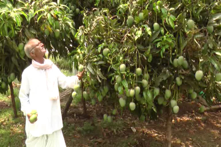 Haveri farmer who grew more than 6 tons of mangos with 35 mango trees