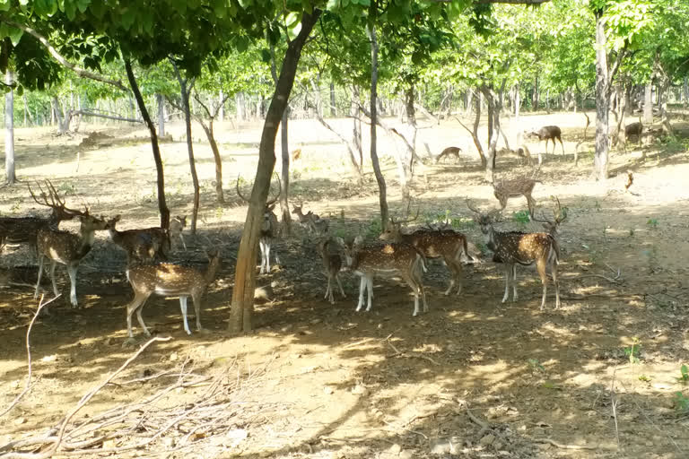 Rules ignored in Dalma Eco Sensitive Zone in seraikela