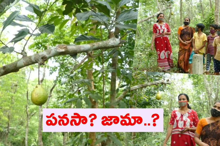 A jackfruit tree in Kozhikode, Kerala bears guava