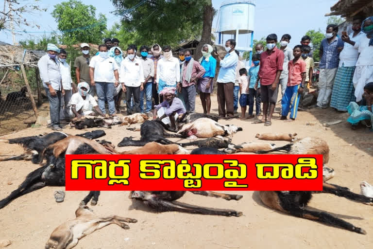 polkampet kamareddy telanganaAttack by street dogs 25 sheeps died