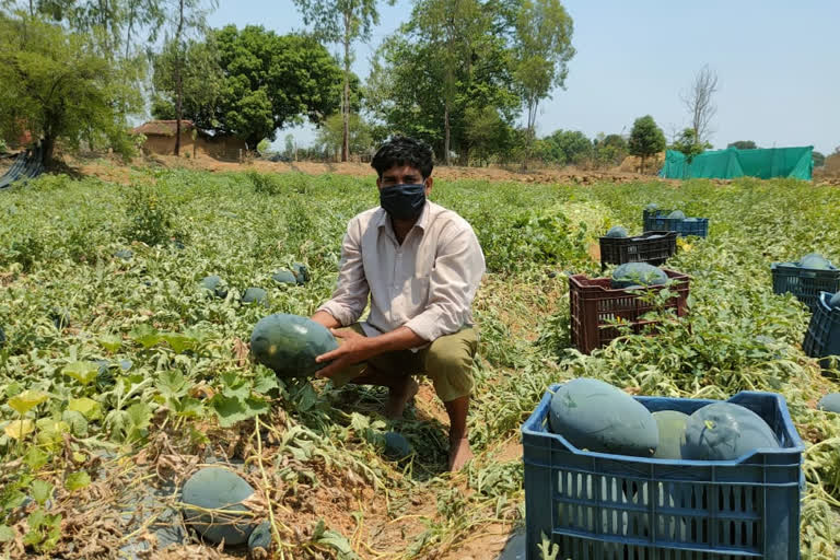 Melon farming