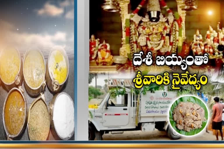 organic-farming-rice-nivadhyam-to-tirumala-tirupathi-venkateswara-swamy