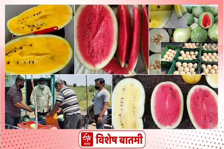 Baramati colorful watermelons news