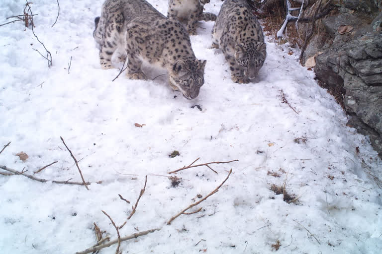 snow leopard