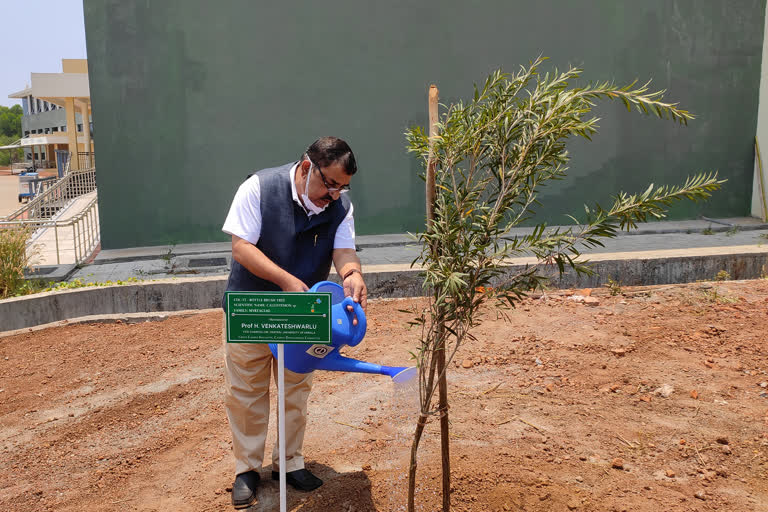 kerala central university  kasargod  green campus  ഒരു മരം ദത്തെടുക്കാം പദ്ധതിയുമായി കേരള കേന്ദ്ര സര്‍വ്വകലാശാല  കാസർഗോഡ്  ഹരിത ക്യാംപസ്