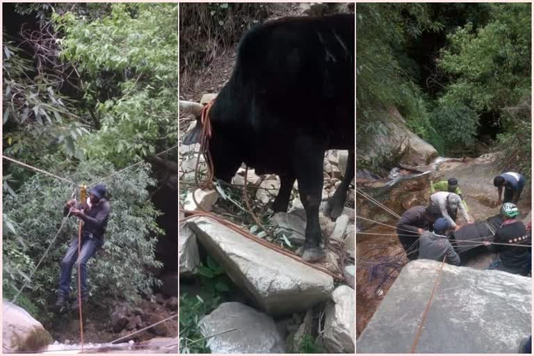 bull-rescued-after-the-seven-days-from-drain-in-kullu