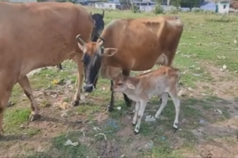 திண்டுக்கல் அருகே கன்றை மீட்க பாசப்போராட்டம் நடத்திய தாய்ப்பசு