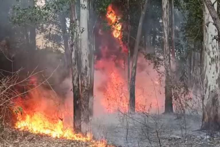 fire in bushes behind krishi upaj mandi