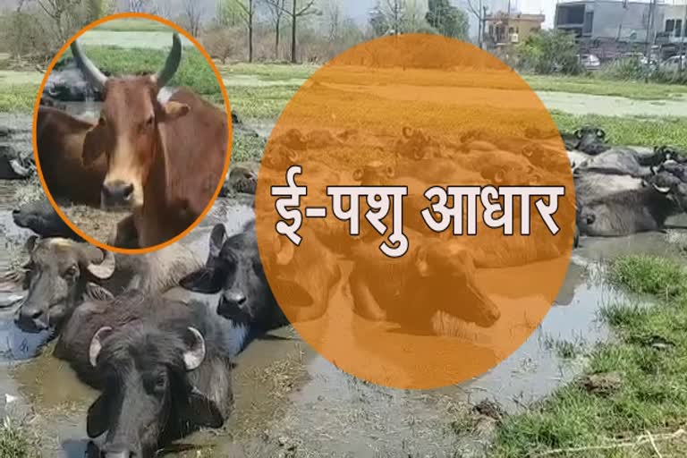 शत प्रतिशत बनेंगे ई-पशु आधार