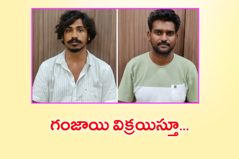 Two persons  arrested for selling marijuana in miyapur
