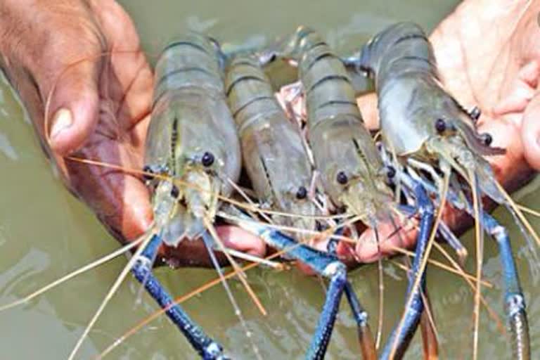 shrimp business in andhra pradesh  aqua farming in india  കൊവിഡ്‌ വ്യാപനം  ആന്ധ്ര  ചെമ്മീൻ കർഷകർ