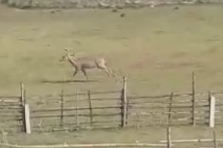 deer found at raghunathganj