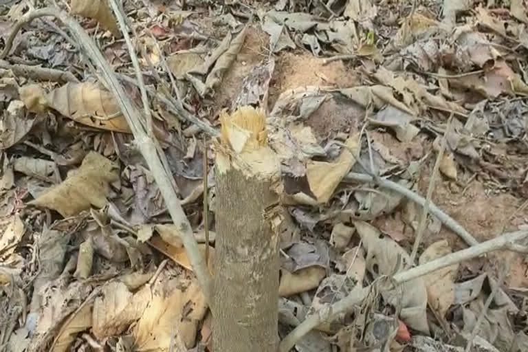 Illegal timber harvesting in Pendra during lockdown