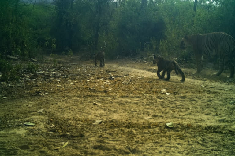 Tigers' family grew in Ranthambore