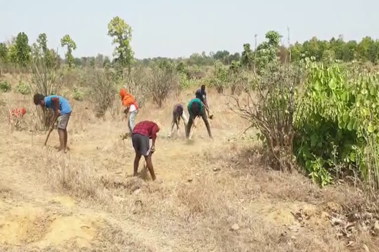 child-labor-in-forest-department-marwahi