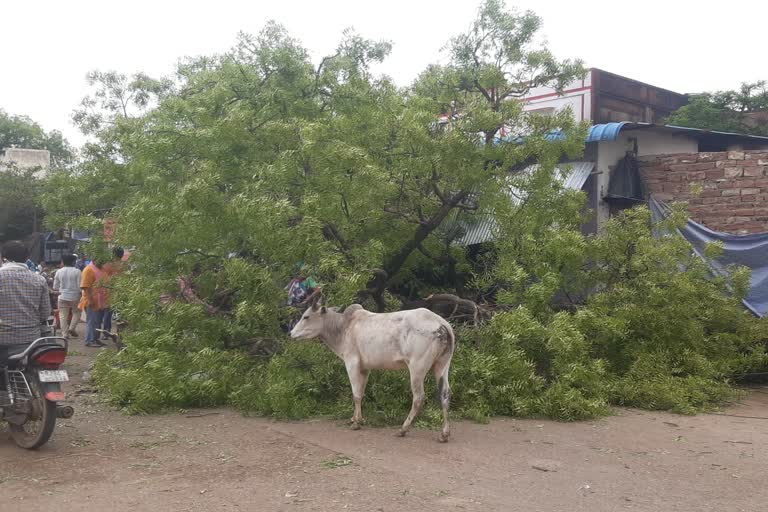लाखों का नुकसान,  करौली समाचार,  Thunderstorm in Karauli , Many trees fell in the strong storm,  Loss of millions