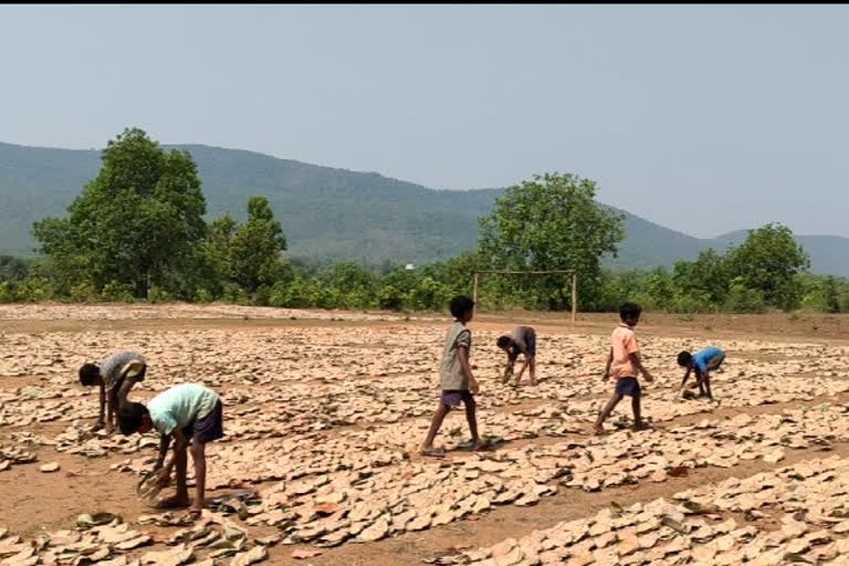 ଆଇନ ଭାଙ୍ଗୁଛି କେନ୍ଦୁପତ୍ର ବିଭାଗ, ପ୍ରଚଣ୍ଡ ଖରାରେ ଖଟୁଛନ୍ତି କୋମଳମତି ଶ୍ରମିକ