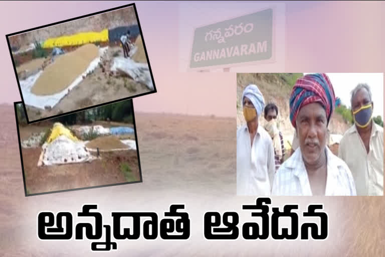 gannavaram farmers are suffering that no one are buying crops