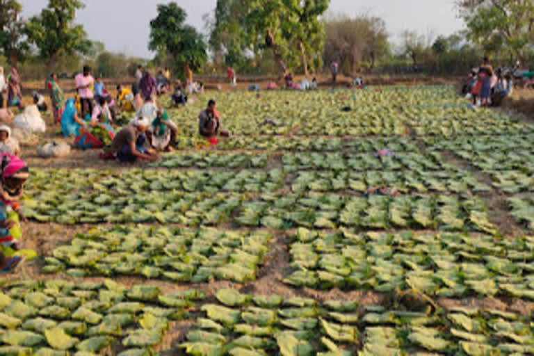 tendu-leaf-collection-started-in-Mahasamund