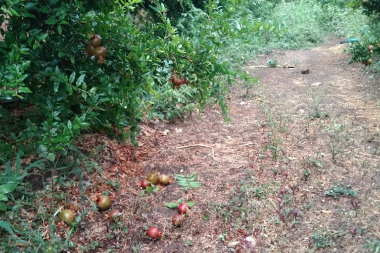 unseasonal rain in badnapur taluka in jalna