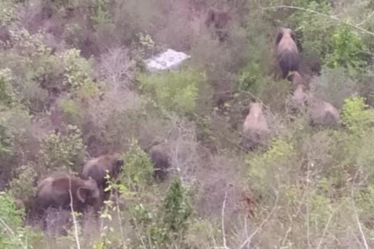 Fifteen known elephants returned to the Digapahandi area