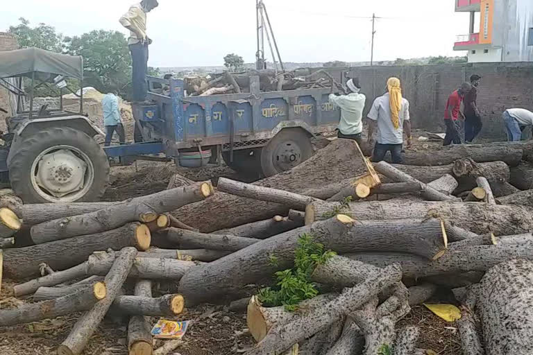 decreasing woods for cremation