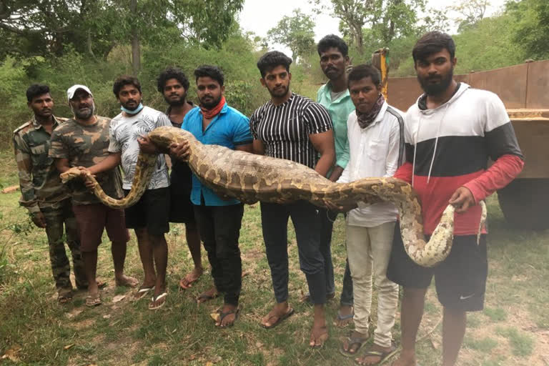 ಜಿಂಕೆ ನುಂಗಿದ ಬೃಹತ್ ಹೆಬ್ಬಾವು