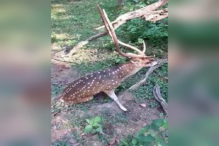 dog-attacks-deer-in-haliyala-at-karwara