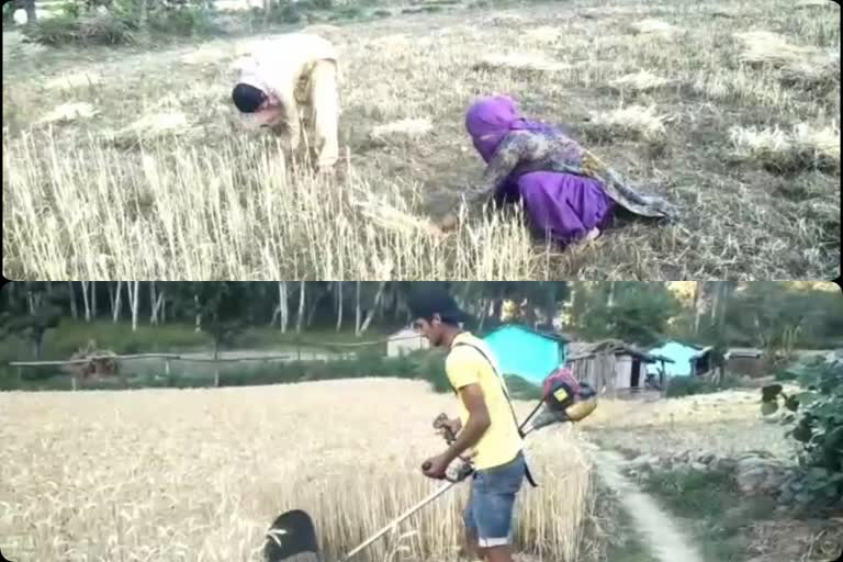 wheat-production-decreased-due-to-lack-of-rain-in-nahan