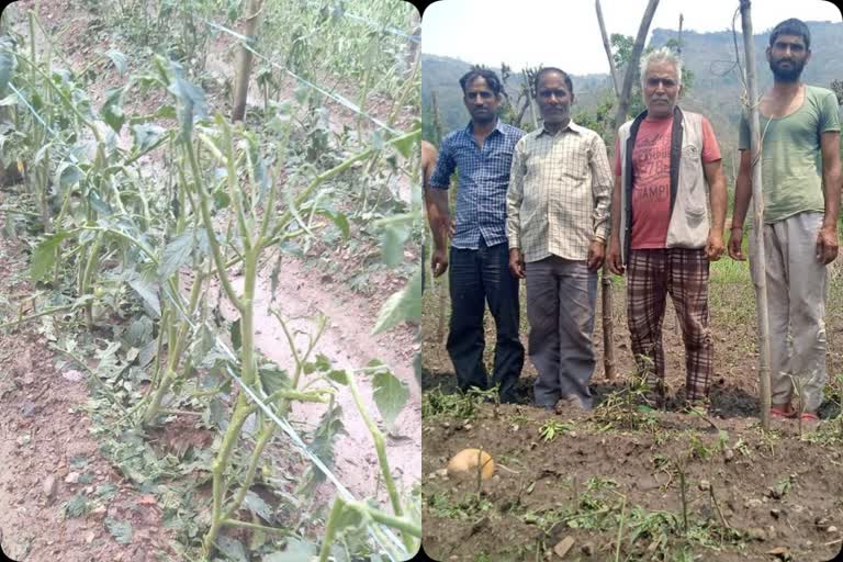 crop-of-tomatoes-destroyed-by-hail-storm