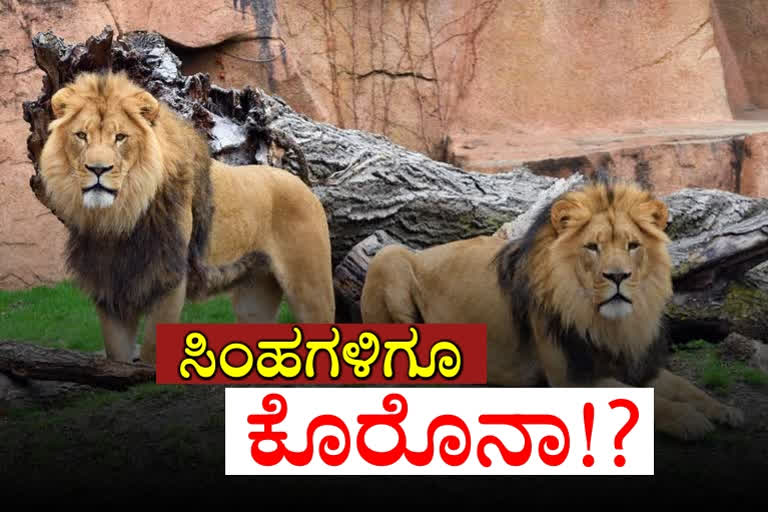 covid symptoms for 8 lions, covid symptoms for 8 lions in the hyderabad zoo park, hyderabad zoo park, hyderabad zoo park news, 8 ಸಿಂಹಗಳಿಗೂ ಕೊರೊನಾ ಲಕ್ಷಣ, ಹೈದರಾಬಾದ್​ ಜೂ ಪಾರ್ಕ್​ನ 8 ಸಿಂಹಗಳಿಗೂ ಕೊರೊನಾ ಲಕ್ಷಣ, ಹೈದರಾಬಾದ್​ ಜೂ ಪಾರ್ಕ್, ಹೈದರಾಬಾದ್​ ಜೂ ಪಾರ್ಕ್ ಸುದ್ದಿ,