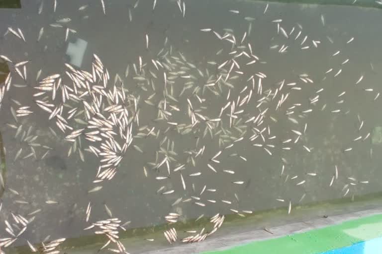 Tenants suffered heavy loss of more than four lakh fish seeds