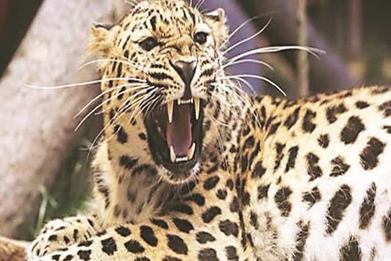 रेस्क्यू ऑपरेशन जारी, रानीवाड़ा जालोर की खबर,  Panther attack in Jaswantpur of Raniwara,  Panther injured villager and forest ranger , injured were sent to the hospital