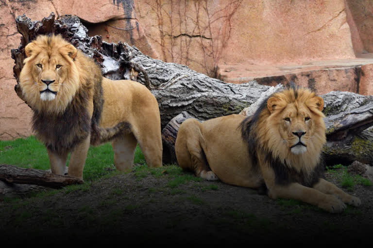 Lions in Nehru Zoo